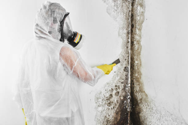 Best Residential Mold Remediation in North Crossett, AR