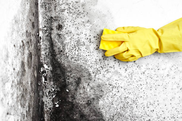 Best Commercial Mold Remediation in North Crossett, AR