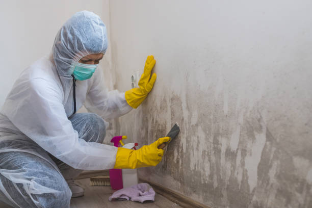 Best Black Mold Remediation in North Crossett, AR