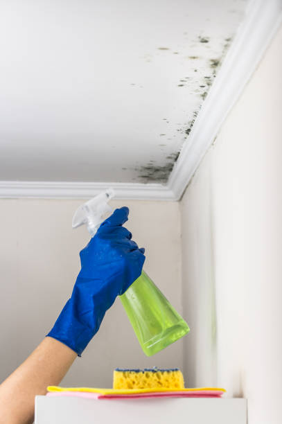 Professional Mold Remediation in North Crossett, AR